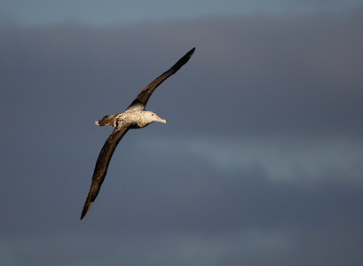 Wandering Albatross (Diomedea exulans) photo image