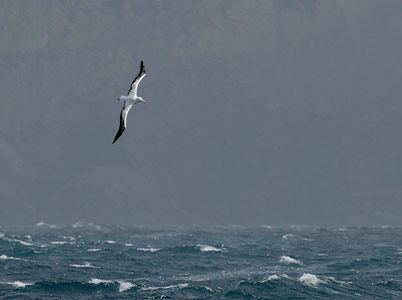 Wandering Albatross (Diomedea exulans) photo image