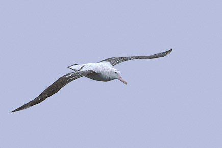 Wandering Albatross (Diomedea exulans) photo image