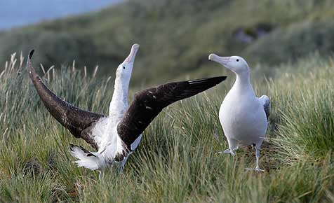 Wandering Albatross (Diomedea exulans) photo image