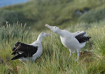 Wandering Albatross (Diomedea exulans) photo image