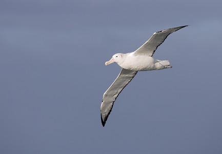 Wandering Albatross (Diomedea exulans) photo image