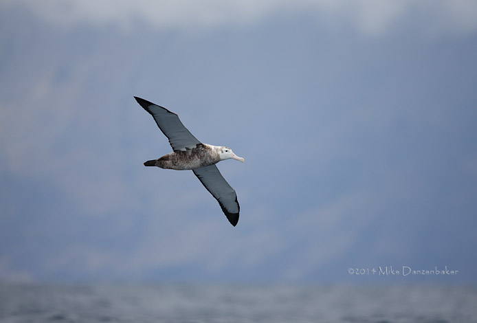 Wandering Albatross (Diomedea exulans) photo image