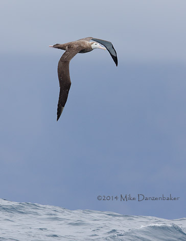 Wandering Albatross (Diomedea exulans) photo image