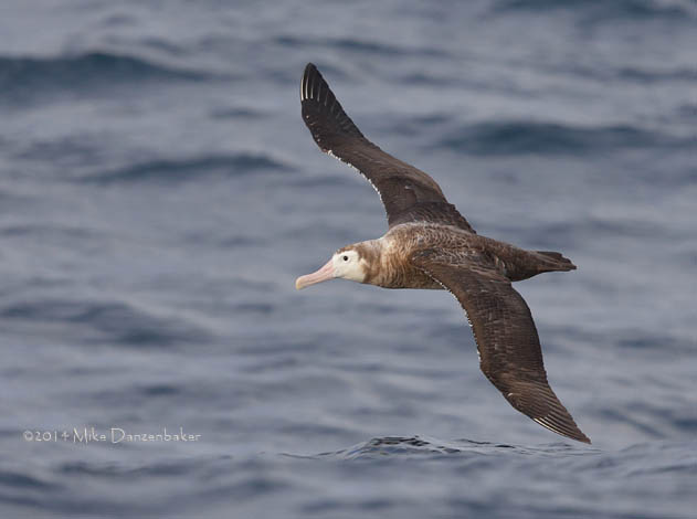 Wandering Albatross (Diomedea exulans) photo image