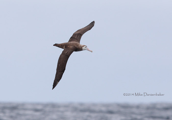 Wandering Albatross (Diomedea exulans) photo image