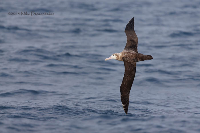 Wandering Albatross (Diomedea exulans) photo image