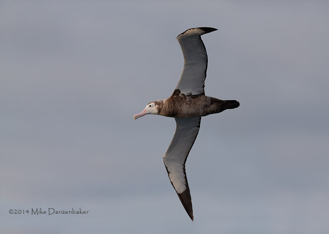 Wandering Albatross (Diomedea exulans) photo image