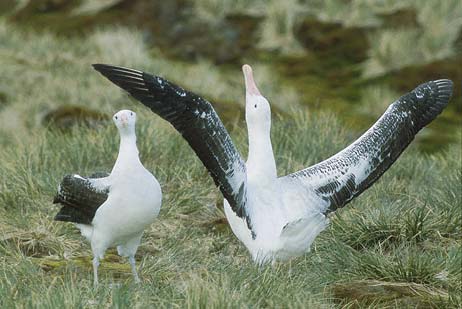 Wandering Albatross (Diomedea exulans) photo image