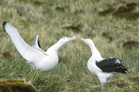 Wandering Albatross (Diomedea exulans) photo image