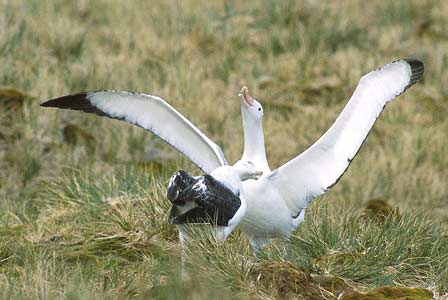 Wandering Albatross (Diomedea exulans) photo image