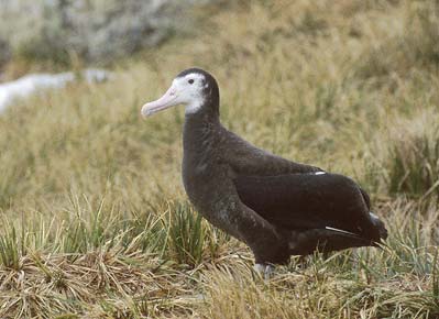 Wandering Albatross (Diomedea exulans) photo image