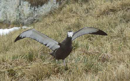 Wandering Albatross (Diomedea exulans) photo image