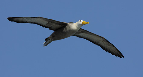 Waved Albatross (Phoebastria irrorata) photo image