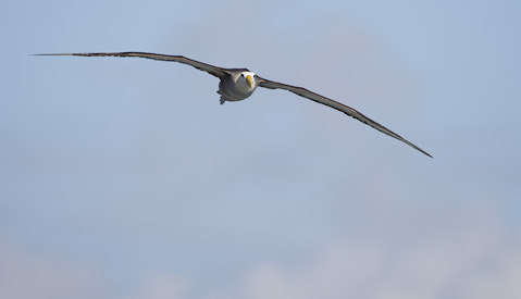 Waved Albatross (Phoebastria irrorata) photo image
