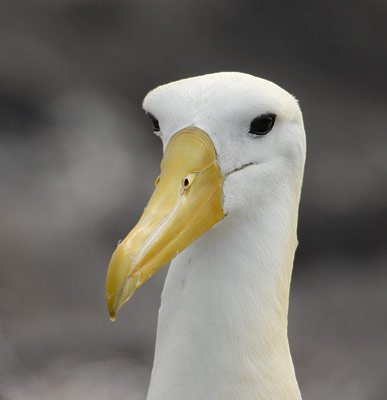 Waved Albatross (Phoebastria irrorata) photo image