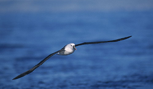 Yellow-nosed Albatross (Thalassarche chlororhynchos) photo