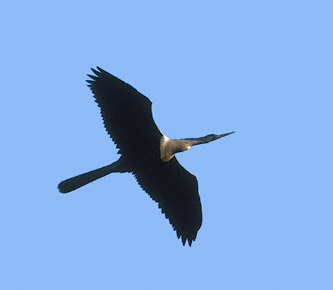 Anhinga (Anhinga anhinga) photo image