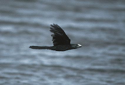 Smooth-billed Ani (Crotophaga ani) photo image