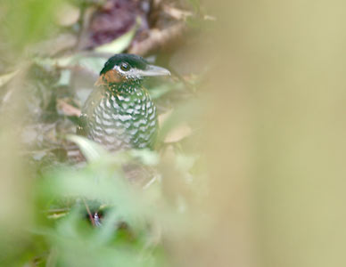 Black-crowned Antpitta (Pittasoma michleri) photo image