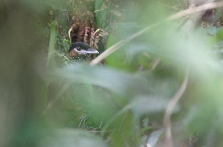 Black-crowned Antpitta (Pittasoma michleri) photo image