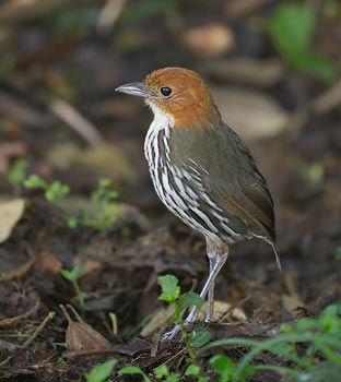 Chestnut-crowned Antpitta (Grallaria ruficapilla) photo image