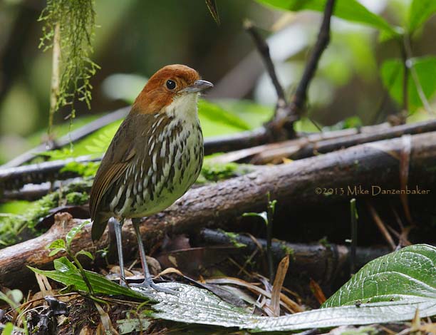 Chestnut-crowned Antpitta (Grallaria ruficapilla) photo image