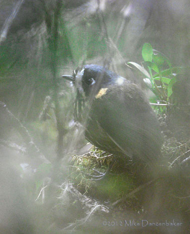Crescent-faced Antpitta (Grallaricula lineifrons) photo