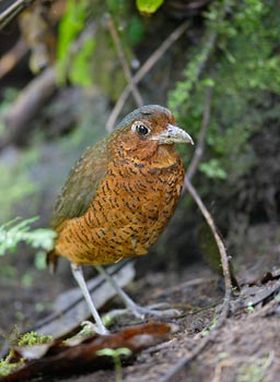 Giant Antpitta (Grallaria gigantea) photo image