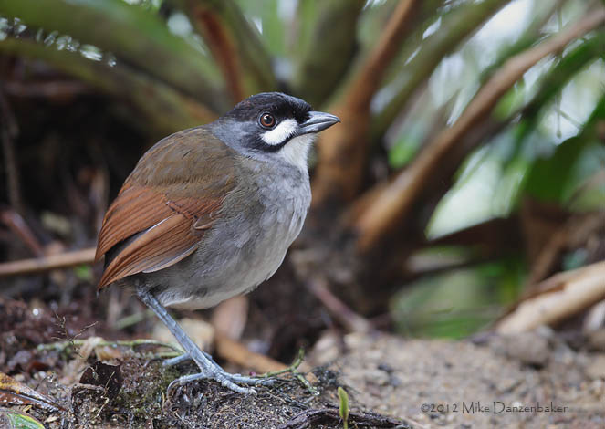 Jocotoco Antpitta (Grallaria ridgelyi) photo image