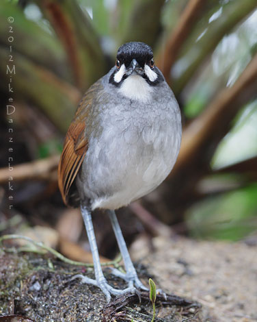 Jocotoco Antpitta (Grallaria ridgelyi) photo image
