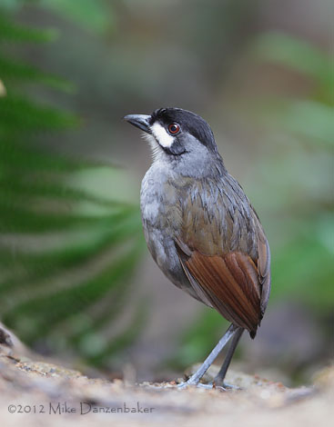 Jocotoco Antpitta (Grallaria ridgelyi) photo image