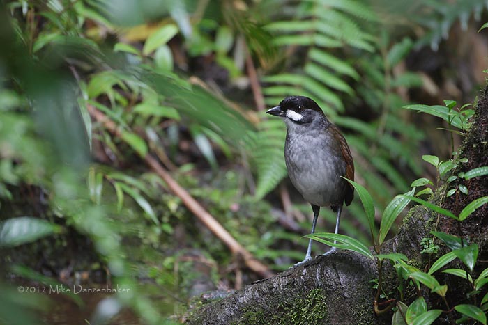 Jocotoco Antpitta (Grallaria ridgelyi) photo image