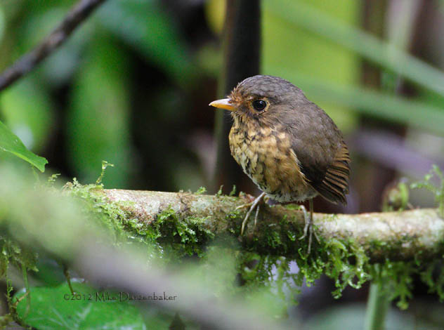 Ochre-breasted Antpitta (Grallaricula flavirostris) photo image