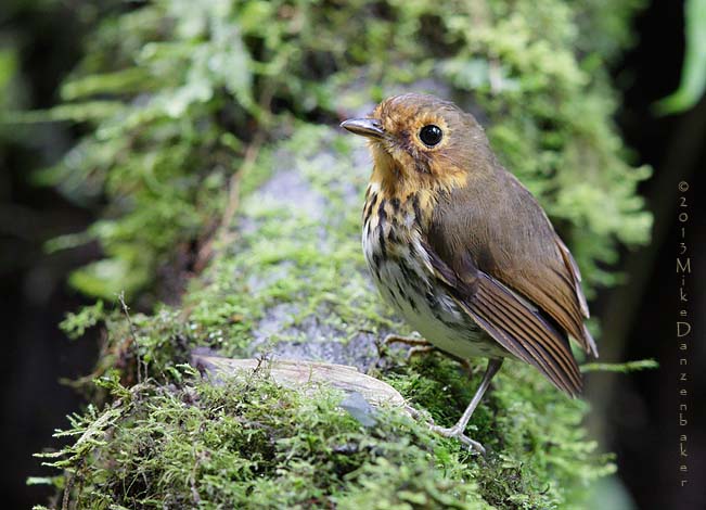 Ochre-breasted Antpitta (Grallaricula flavirostris) photo image