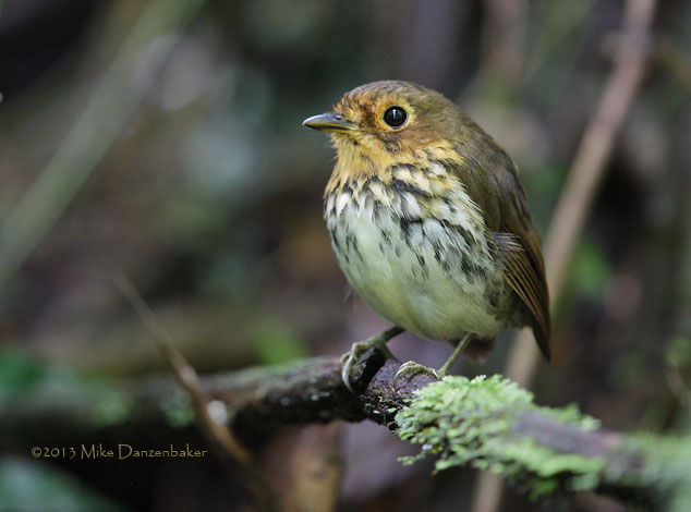 Ochre-breasted Antpitta (Grallaricula flavirostris) photo image