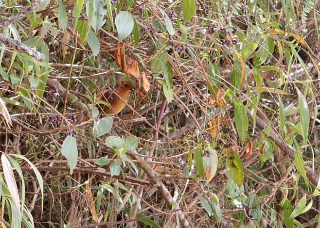 Rufous Antpitta (Grallaria rufula) photo