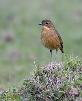 Tawny Antpitta (Grallaria quitensis) photo image