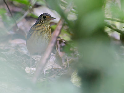 Thicket (Fulvous-bellied) Antpitta (Hylopezus dives) photo
