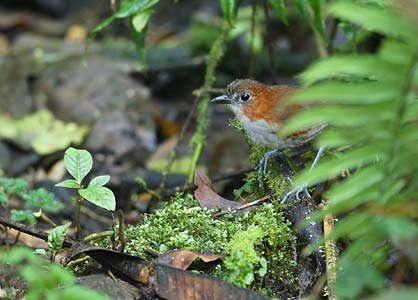 White-bellied Antpitta (Grallaria hypoleuca) photo image
