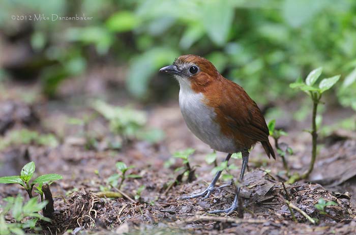 White-bellied Antpitta (Grallaria hypoleuca) photo image
