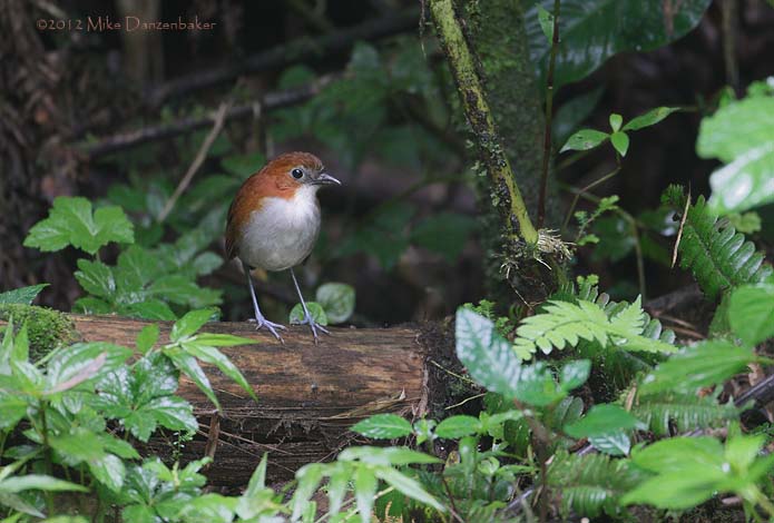 White-bellied Antpitta (Grallaria hypoleuca) photo image