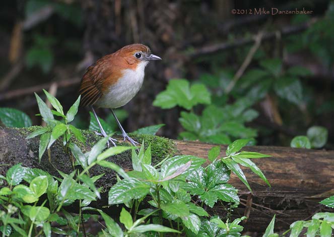 White-bellied Antpitta (Grallaria hypoleuca) photo image