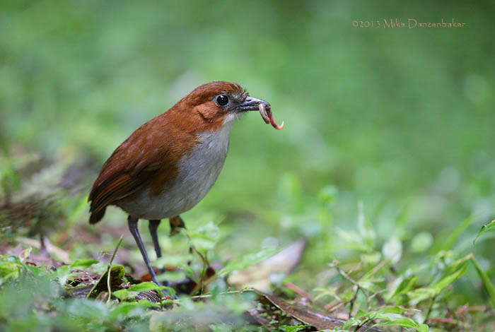 White-bellied Antpitta (Grallaria hypoleuca) photo