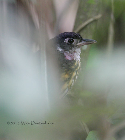 White-lored Antpitta (Hylopezus fulviventris) photo image