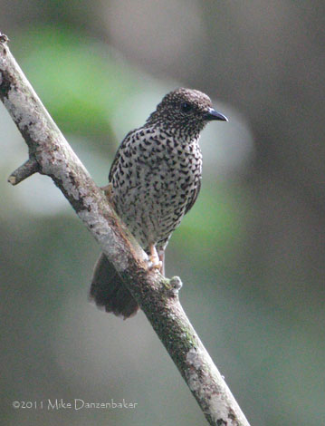 Red-fronted Antpecker (Parmoptila rubrifrons) photo image