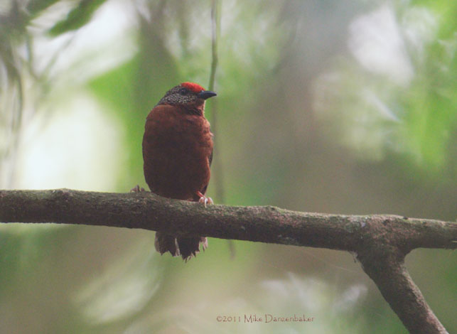 Red-fronted Antpecker (Parmoptila rubrifrons) photo image