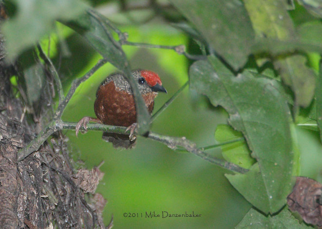 Red-fronted Antpecker (Parmoptila rubrifrons) photo image