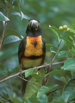 Collared Aracari (Pteroglossus torquatus) photo image