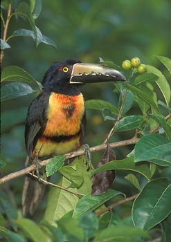 Collared Aracari (Pteroglossus torquatus) photo image